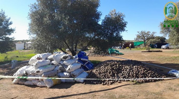 Pina intervenida en Gibraleón (Huelva).