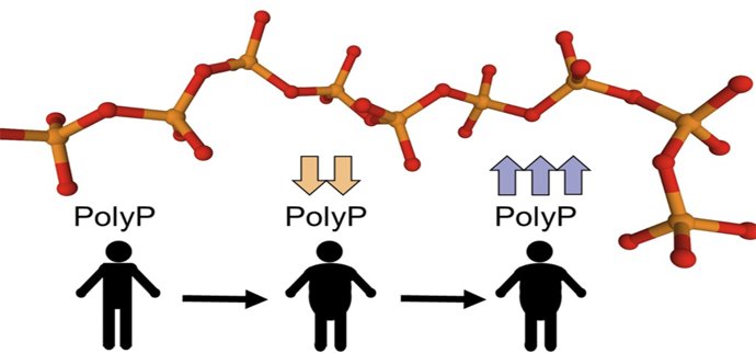 Investigadores de la UCA y del Hospital Puertas del Mar de Cádiz descubren un posible biomarcador para detectar enfermedades metabólicas