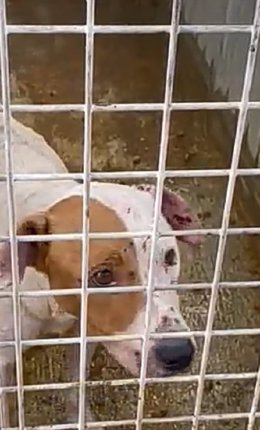 Melilla detecta un caso de perro con rabia dos meses después de levantar la alerta por la enfermedad