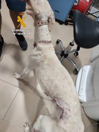 Investigado en Mollina (Málaga) por maltrato animal a un perro con heridas graves