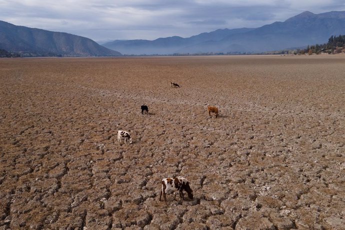 Archivo - 22 April 2022, Chile, Paine: A group of cows eats weeds that have grown on the bottom of the Aculeo lake, which was filled with water a few years ago. The country is experiencing the worst drought in its history. Photo: Matias Basualdo/ZUMA Pr