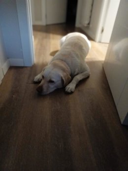 Archivo - Perro en un piso