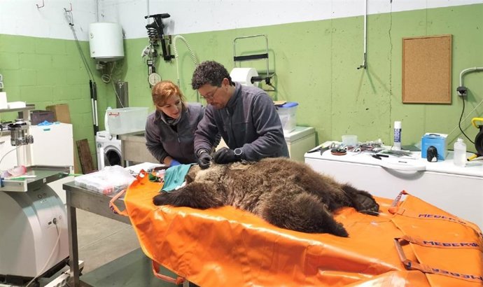 El equipo veterinario realiza la intervención al osezno recuperado en León.