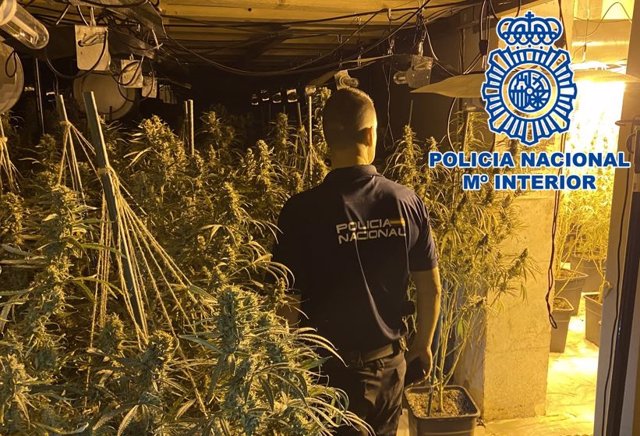 Plantación de marihuana desmantelada en la operación Laberinto.