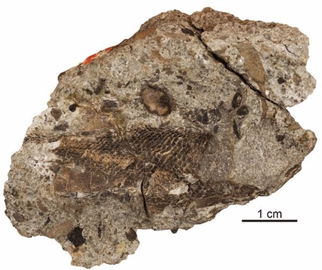 Palaeoneiros Clackorum Cráneo Y Cintura Escapular
