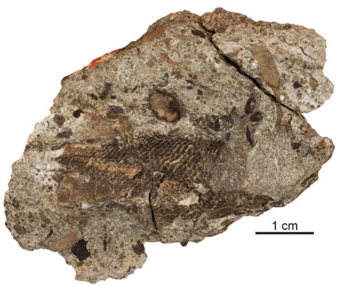 Palaeoneiros clackorum cráneo y cintura escapular