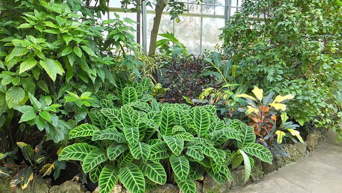 Plantas de invernadero