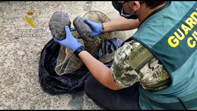 Archivo - Imagen de archivo de galápagos recuperados por la Guardia Civil