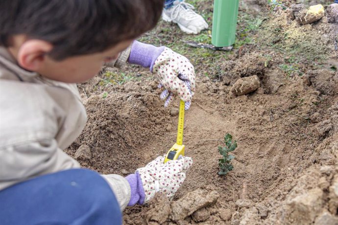 Archivo - Las Rozas ha acogido la plantación de la COP25 en la que han participado los vecinos del municipio plantando 1.000 ejemplares de encinas, majuelos, pinos y algarrobos; en Las Rozas, a 8 de diciembre de 2019