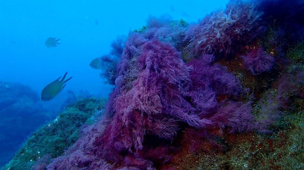 Fondos marinos del volcán Tajogaite, en La Palma