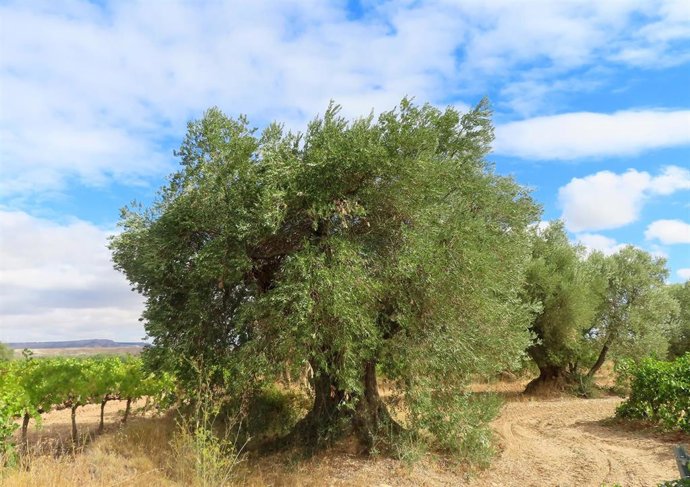 Olivo centenario de la Comarca Campo de Borja.