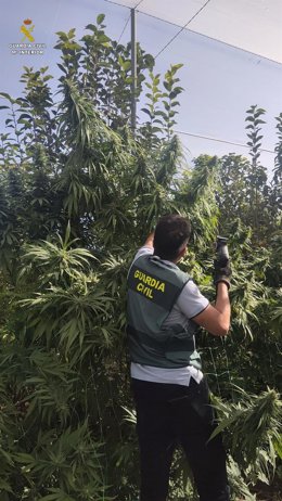 Plantas de marihuana intervenidas