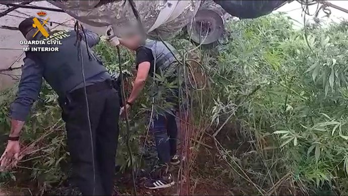 Plantas de marihuana intervenidas en Zagrilla Baja.