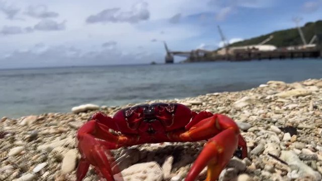 La increíble invasión de cangrejos rojos en esta isla del Pacífico: alucinante
