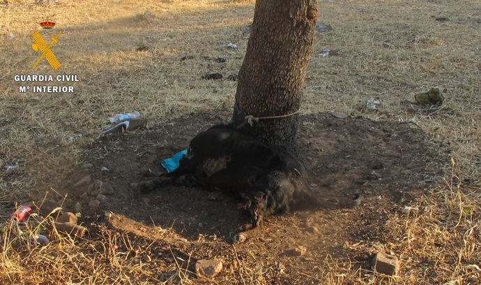 Cuerpo de un perro, atado al tronco de un árbol, totalmente desnutrido.