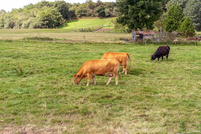 Archivo - Vacas pastando en el campo