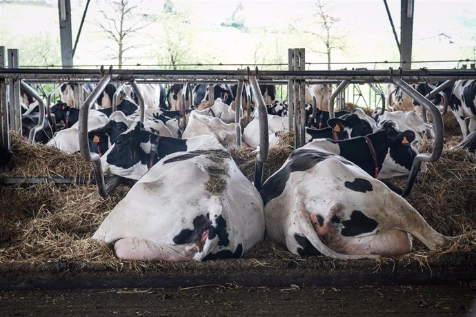 Archivo - Varias vacas tumbadas en la granja Lacturale, a 3 de abril de 2022, en Etxebarri, Navarra, (España). El grupo Sociedad Agraria de Transformación (S.A.T.) Lacturale es un proyecto de ganaderos de Navarra que tiene como objetivo comercializar la