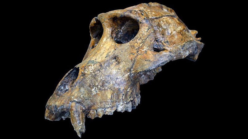 Cráneo de especie de mono extinto