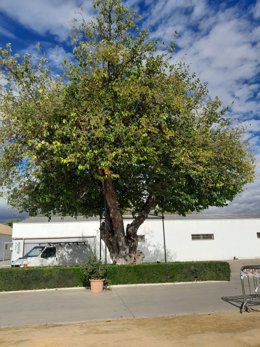 La Morera del Cortijo del Alamillo, incluida en el Catálogo de Árboles Singulares de Sevilla