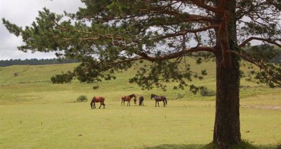 Galicia Rural