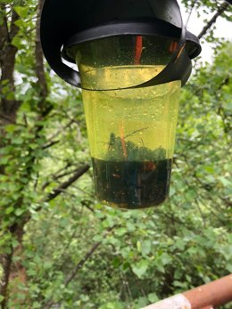 Archivo -  Campaña Trampeo Velutinas Langreo