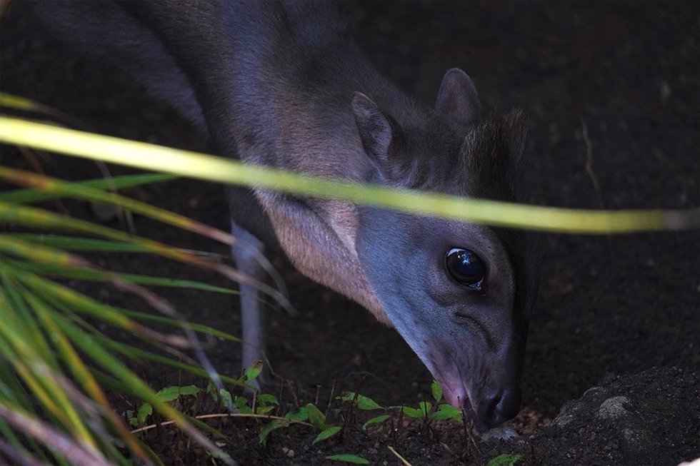 Duiker azul Bioparc Fuengirola