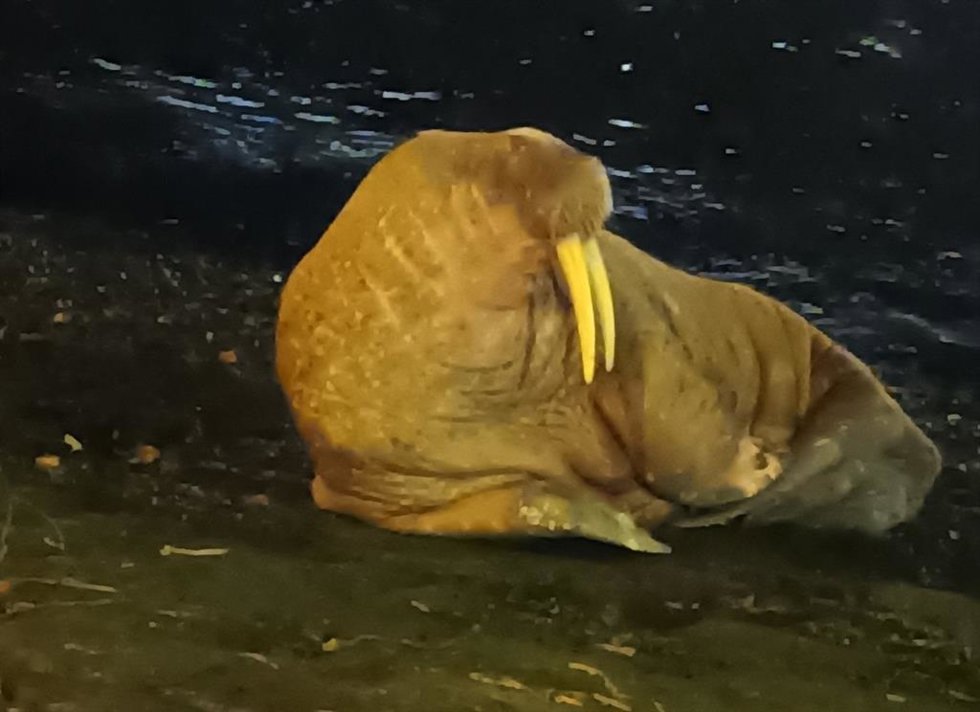 Una morsa avistada en Dieppe, en el norte  de Francia