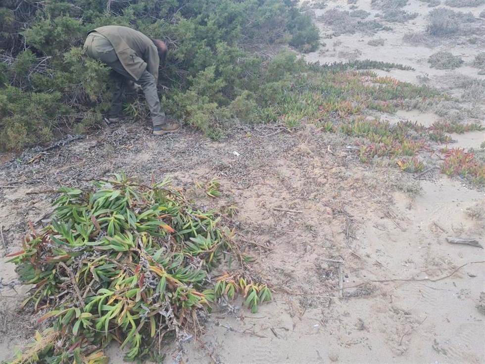 El Cofib reanuda el proyecto de erradicación del Carpobrotus en Formentera