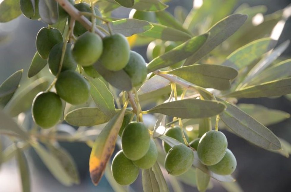 Aceitunas, archivo 
