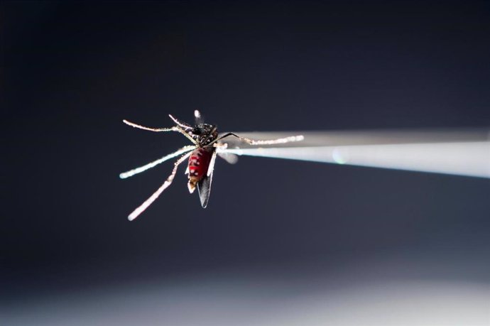 Archivo - Mosquito Aedes aegypti zika