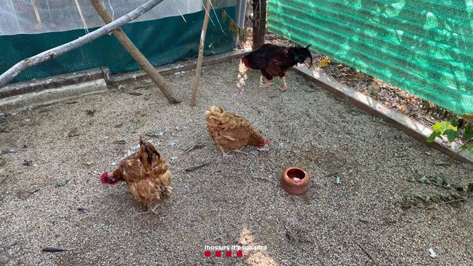Imatge de les gallines intervingudes pels Mossos d'Esquadra