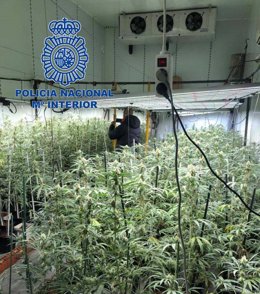 Plantación de marihuana 'indoor'