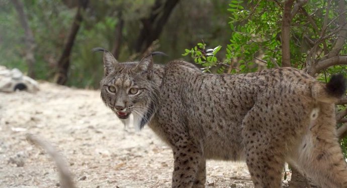 Selwo Aventura acoge a Cynara, un ejemplar de lince ibérico