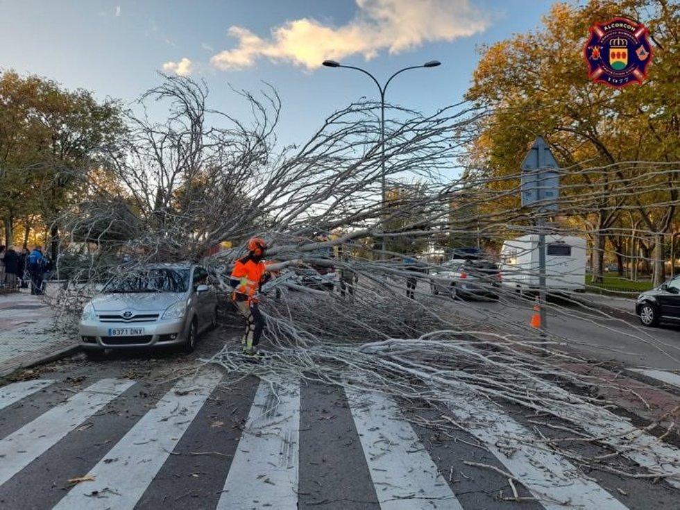 Árbol en Alcorcón