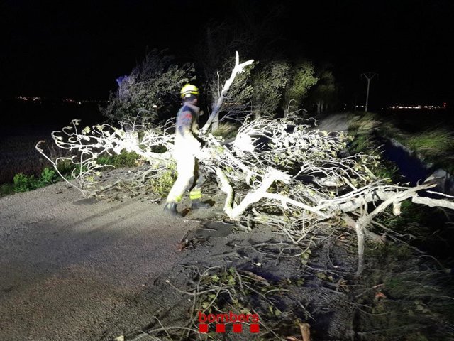 Un bomber retira un arbre a la via N-340 al seu pas per l'Aldea (Tarragona).