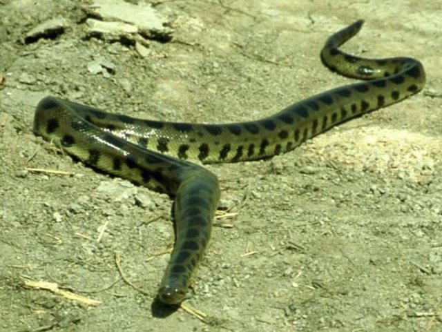 La cuarta especie de Anaconda Eunectes beniensis