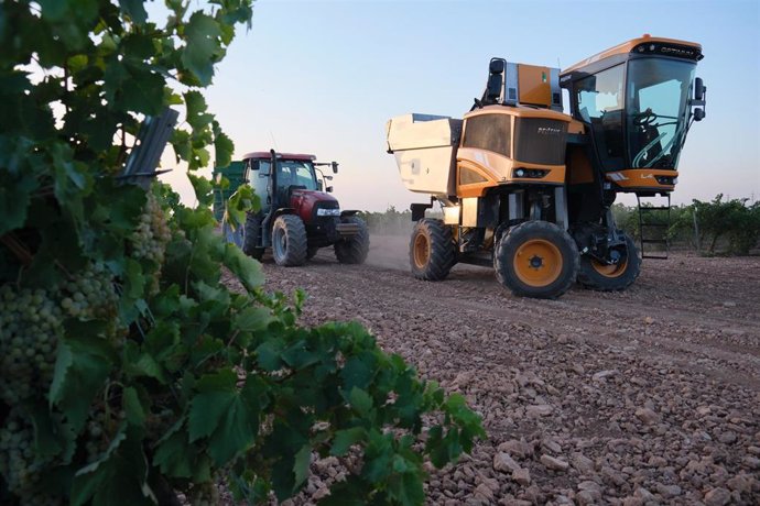 Archivo - Una vendimiadora y un tractor durante la vendimia de la uva Sauvignon Blanc 