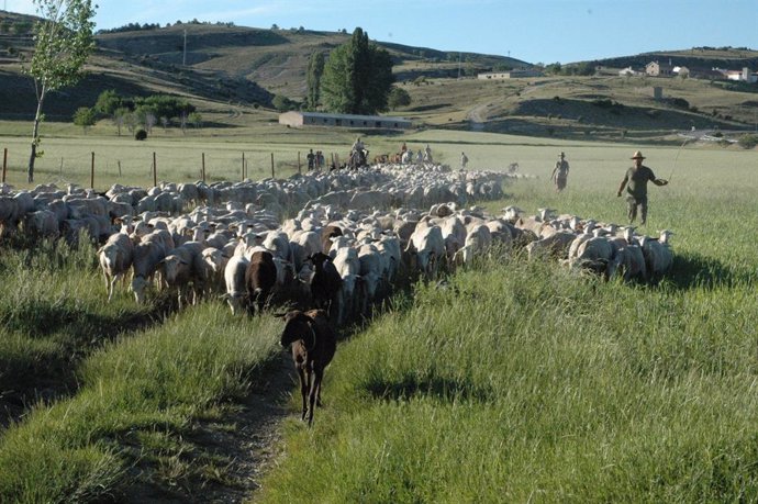 Archivo - Imagen de archivo de un desplazamiento de ganado ovino. 