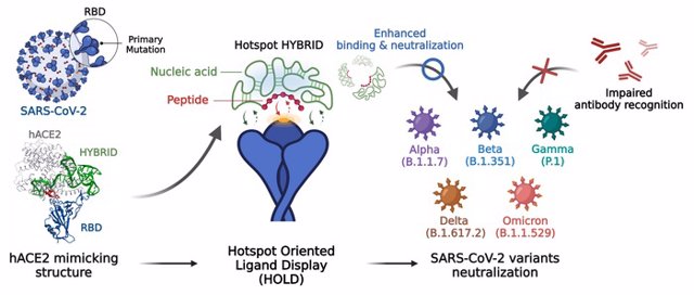 El proceso de desarrollo del neutralizador híbrido que imita al receptor hACE2. El neutralizador híbrido péptido-ácido nucleico desarrollado muestra una notable eficacia neutralizadora contra las variantes del virus de la COVID-19.