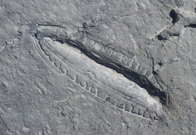 El fósil de Kimberella.