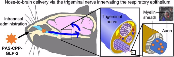 La administración intranasal de PAS-CPP-GLP-2 da lugar a su entrega al cerebro a través de los axones trigeminales de los nervios trigeminales. Por lo tanto, se cree que constituye una vía transcelular asociada a nervios para administración de fármacos