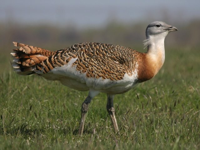 Macho de avutarda