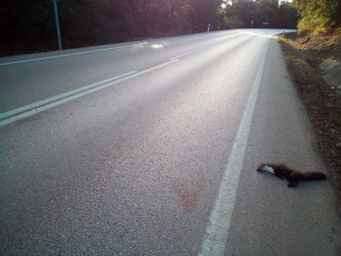 Una gineta muerta en la conexión San Roque-Castellar.