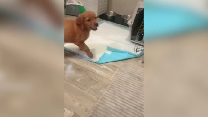 La emotiva relación desde pequeños de un bebe y un cachorro