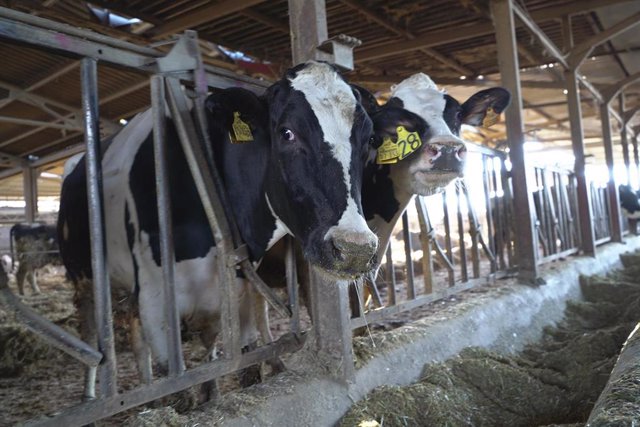 Archivo - Dos vacas lecheras en  la granja de Las Nieves, a 15 de enero de 2022, en Logroño, La Rioja (España). Con 400 cabezas de ganado esta granja familiar no ha cambiado su modelo de negocio desde 1982, la leche que comercializan se produce con la mín