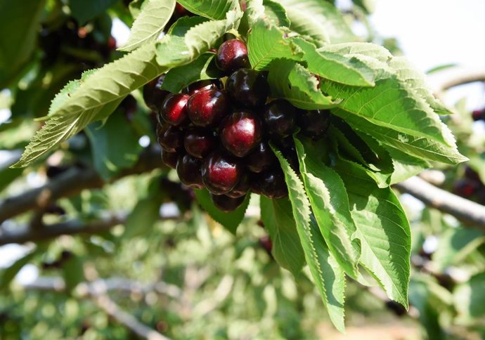 Archivo - Cerezas en una finca 