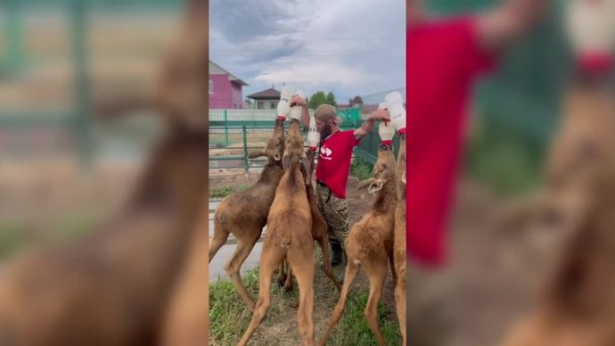 Este hombre cuida de un montón de crías de alce: incluso les da el biberón a todas