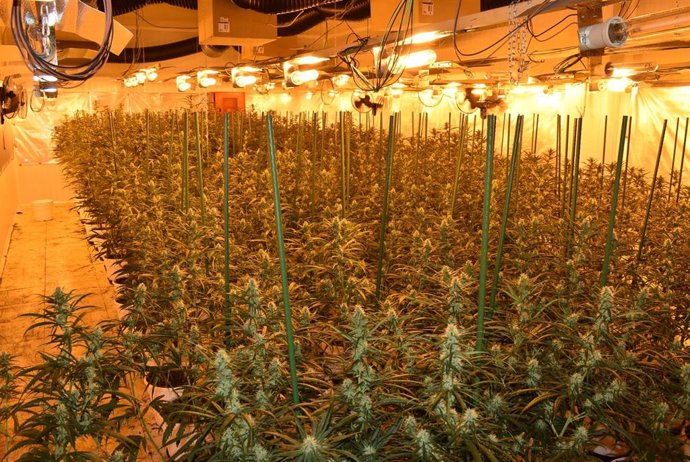 Archivo - Imagen de una plantación de marihuana