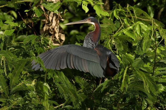 Agami Heron (Agamia agami).