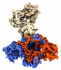 Ilustración de complejo proteico ku (en rojo y azul) acoplado a proteína vírica (beige)